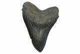Huge, Fossil Megalodon Tooth - Serrated Blade #273806-1